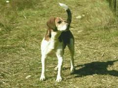 Beagle harrier